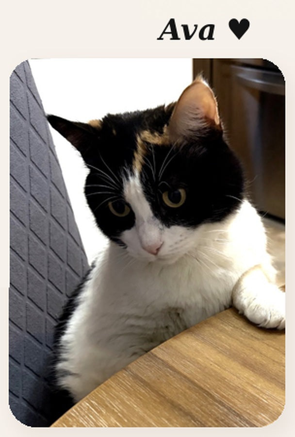 Ava, the Nana Dee'z cat
